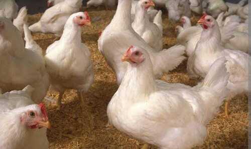 broilers