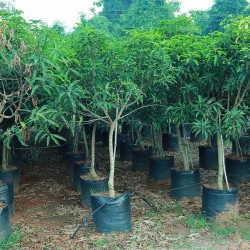 Insect Resistant Full Sun Exposure Fast Growth Green Leaves Kesar Mango Plant for Outdoor