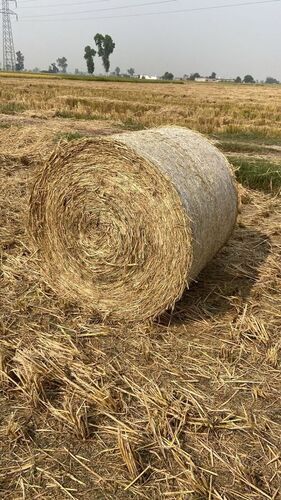 Paddy Straw Roll