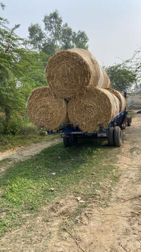 Round Paddy at Best Price in Patti, Punjab | Major Bio Fuels