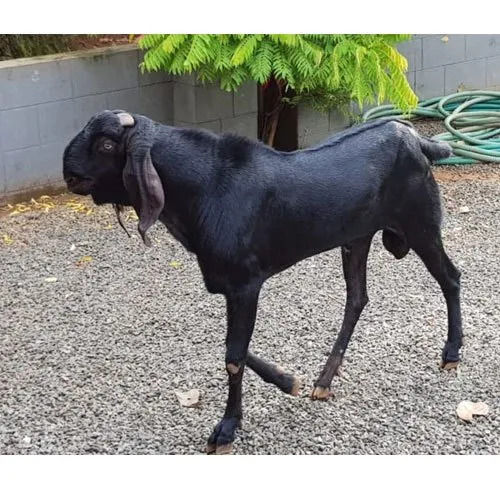 Male Black Beetal Goat - Full Black Color, Attractive Pattern , Excellent Meat Producer with White Eyes