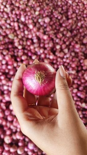 Natural Fresh Red Onion - A Grade Organic, Oval Shape | Deliciously Fresh and Nutritious