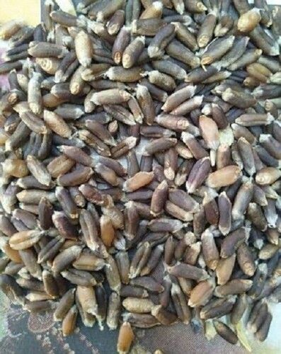 A Grade black wheat