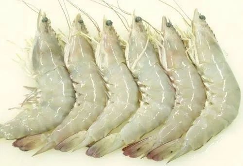 Fresh Prawn