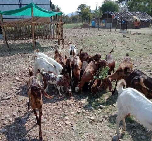 Multi Color Live Goat For Farming And Meat