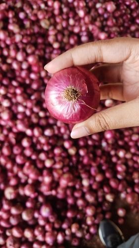 Naturally Grown Fresh Round Shape Raw Brown Onion