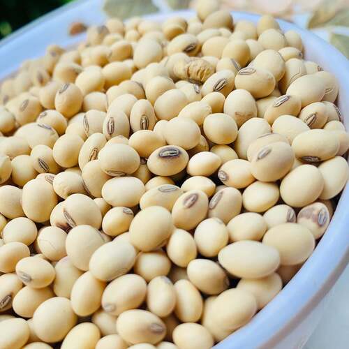 100% Organic A Grade Natural Fresh Soya Beans