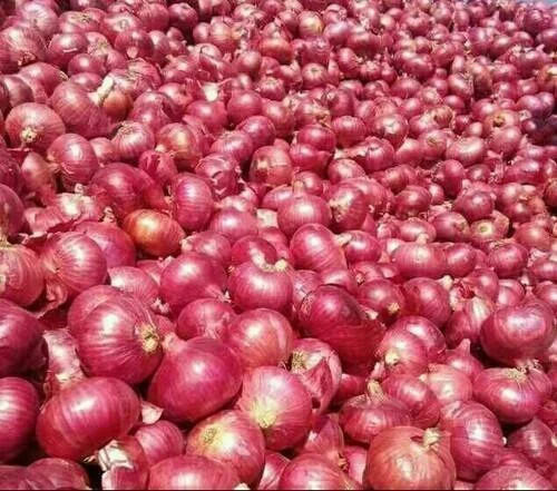 A Grade Indian Origin Commonly Cultivated 100 Percent Purity Fresh Red Onion