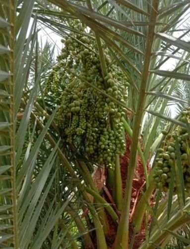 Full Sun Exposure Red Date Palm Plant For Garden