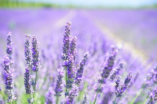 Natural Lavender Flower Plant