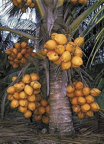 Pure Natrulal Coconut Plants For Garden And Home