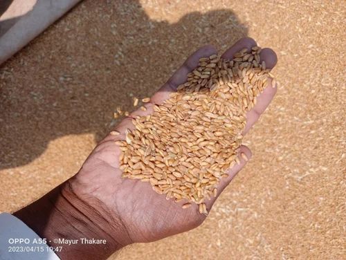 Indian Origin Golden Lokwan Wheat