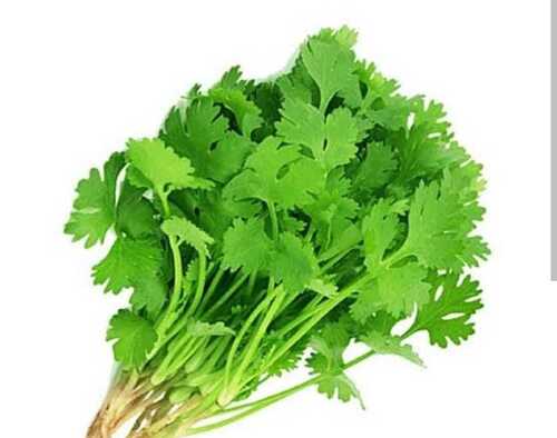 100% Organic Natural Fresh Green Coriander Leaves