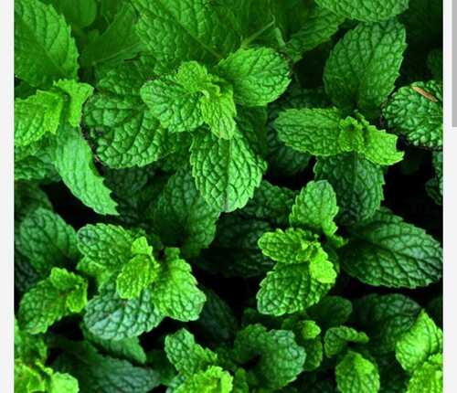 100% Organic Natural Green Pudina Patta (Mint Leaves)