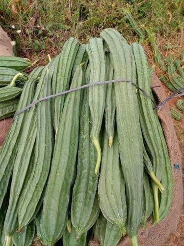 Avira 77 Ridge Gourd Seeds for Kitchen Gardening