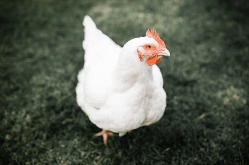 White Whole Broiler Chicken