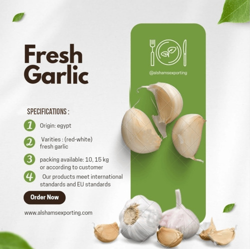 Fresh Garlic 