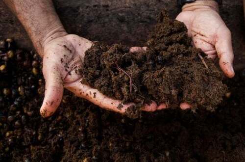 Organic Manure Fertilizer