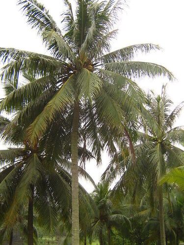 Coconut Trees