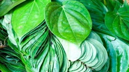 Green paan leaves