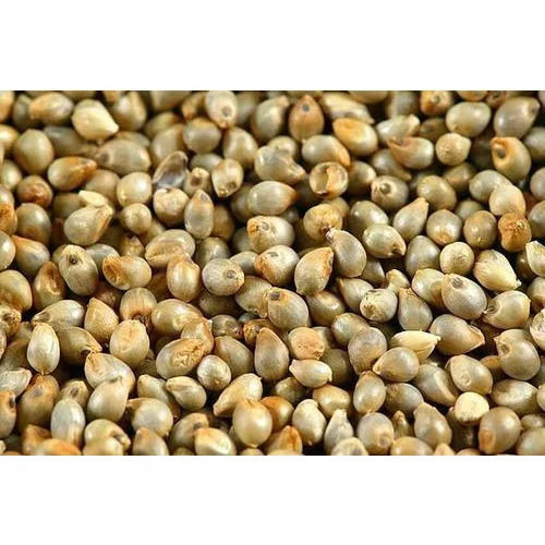 pearl millet