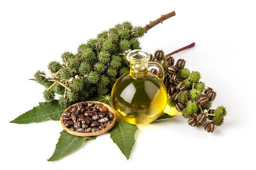 Black Castor Oil