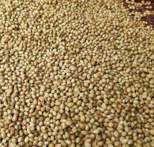 Brown Coriander Seeds