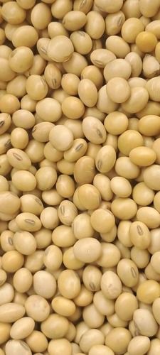 Non GMO Soybean Seeds