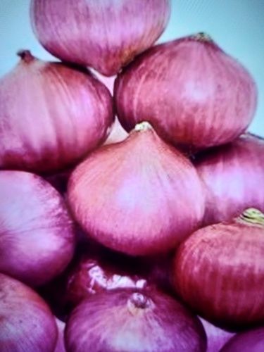 100% Organic And Farm Fresh A Grade Natural Red Onion