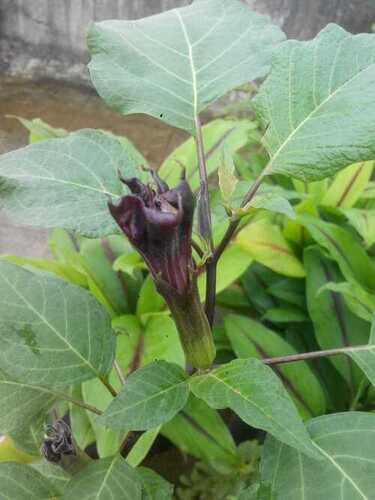 Garden Plants