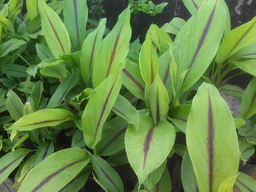 Full Sun Exposure Insect Resistant Fast Growth Natural Green Leaves Outdoor Turmeric Plant