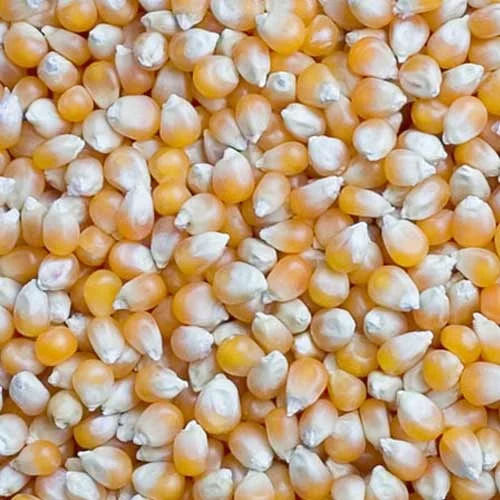 Indian Origin Maize Grain