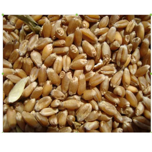 wheat Grain