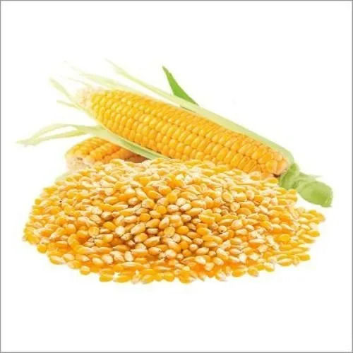 Yellow Corn