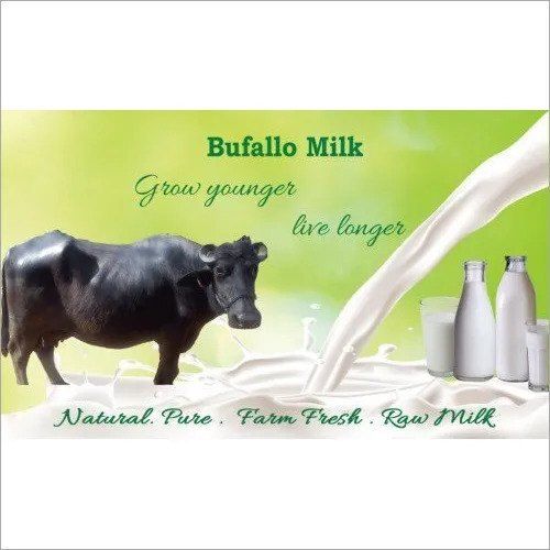 buffalo milk