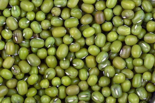 A Grade Common Cultivated Indian Origin Whole Moong