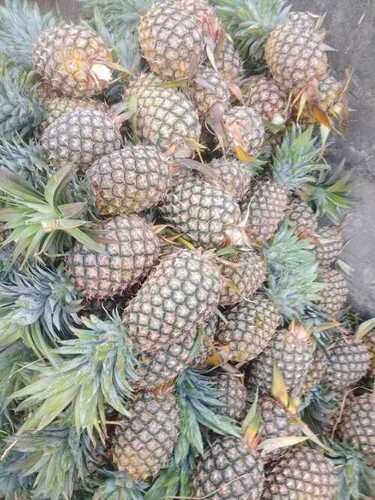 Rich In Taste Fresh Pineapple