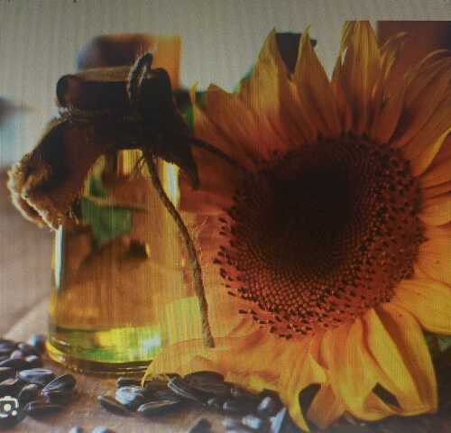 sunflower oil