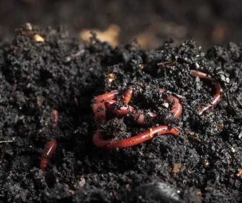 Brown Organic Vermicompost For Agriculture