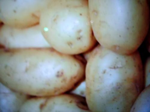 B Grade Potatoes