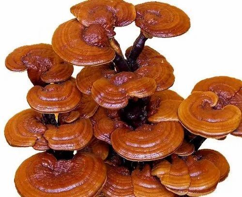 A Grade High In Vitamins and Minerals Healthy Edible Frozen Ganoderma Mushroom