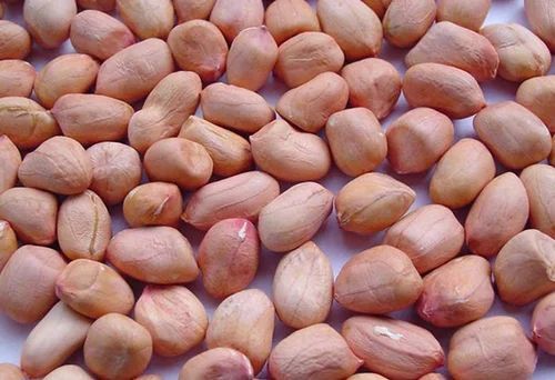 Groundnut Seeds 