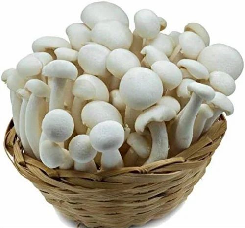 A Grade 100 Percent Purity High In Vitamins and Minerals Healthy Edible Frozen Mushroom Spawn