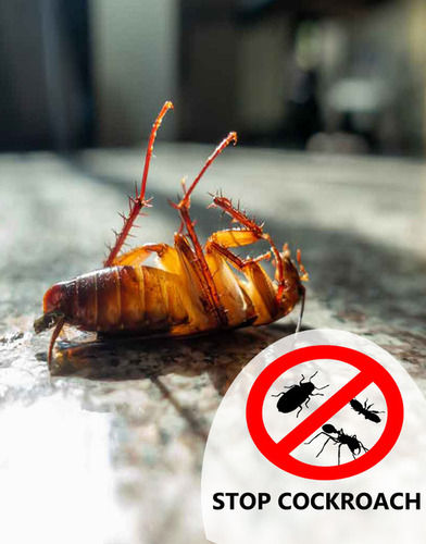 Cockroach Pest Control Services