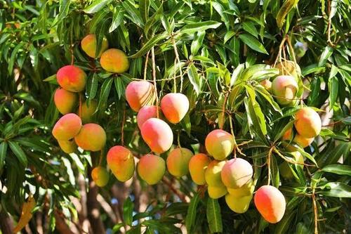 Mango Fruit - 100% Pure Alphonso Variety, Sweet Medium Oval Shape, Fresh A Grade Quality, Nutrient-Enriched, Preservatives-Free