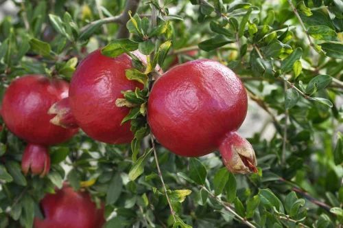 Red Organic Fresh Pomegranate for Human