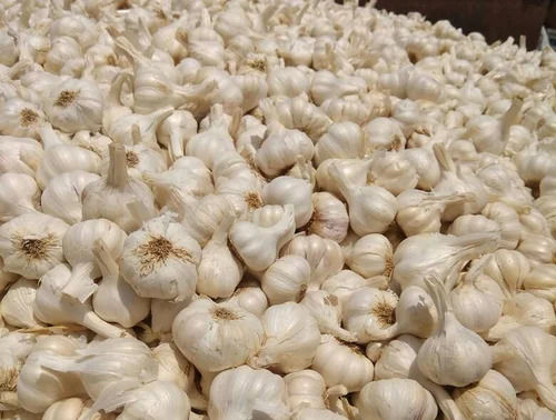 Fresh Garlic