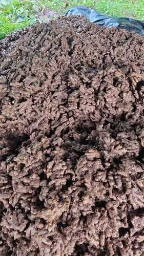 Ginger fresh and old