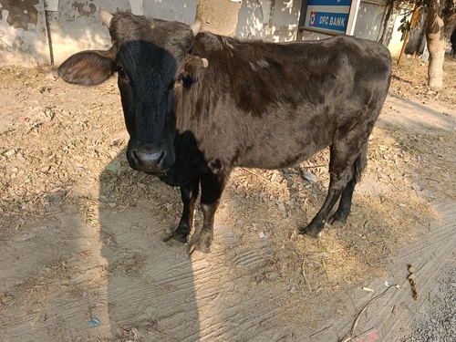 Desi Dairy Cow