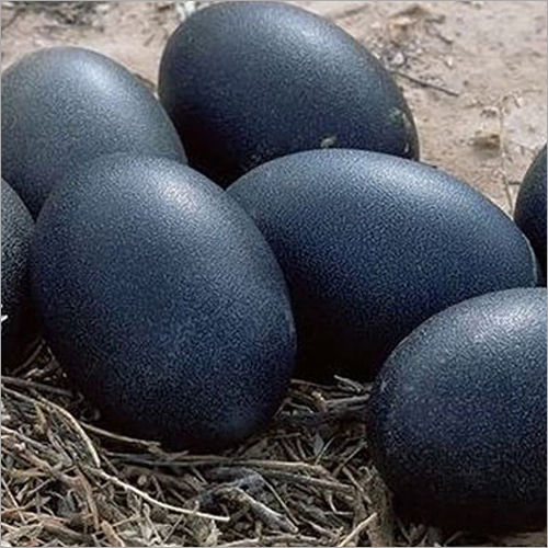 kadaknath chiken egg